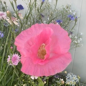 Meet your Posher, Aspen